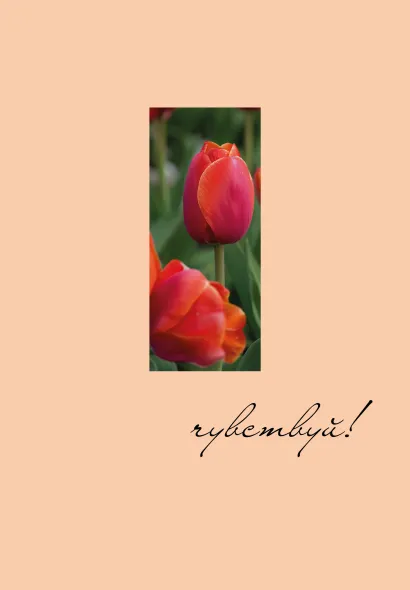 Обложка Чувствуй! Ежедневник недатированный (А5, 72 л.) 