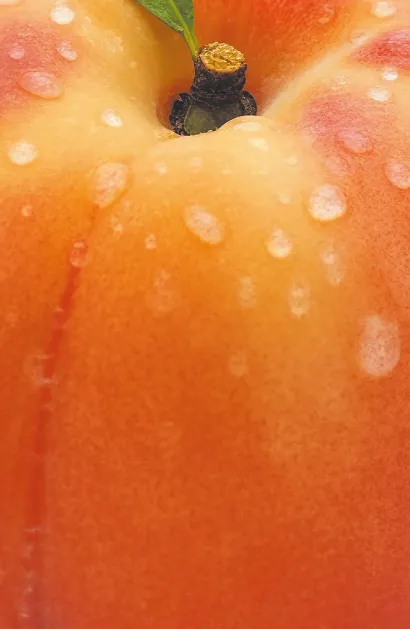 Обложка Блокнот с нежным персиком (А5, мягкая обложка, 32 л.)