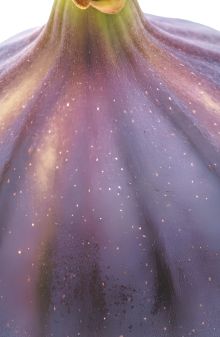 Обложка Блокнот со спелым инжиром (А5, мягкая обложка, 32 л.)