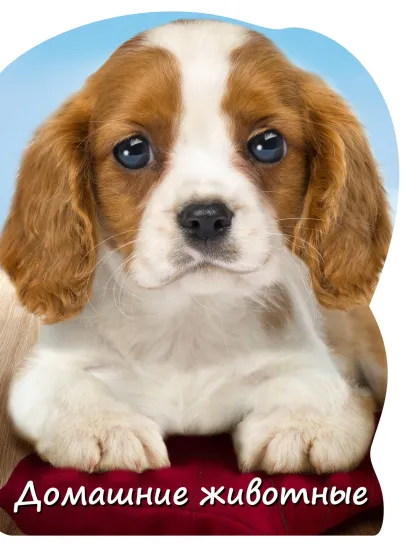 Обложка Домашние животные О.Ч. Мазур