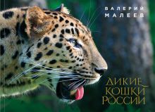 Обложка Дикие кошки России Валерий Малеев