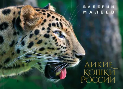 Обложка Дикие кошки России Валерий Малеев