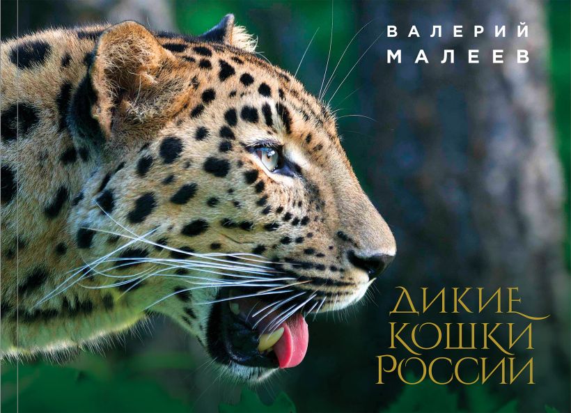 Обложка Дикие кошки России Валерий Малеев