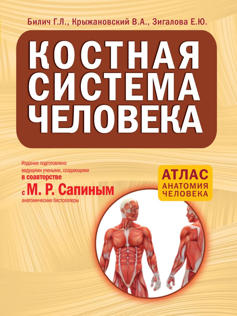 Обложка Костная система человека Г.Л. Билич, В.А. Крыжановский, Е.Ю. Зигалова
