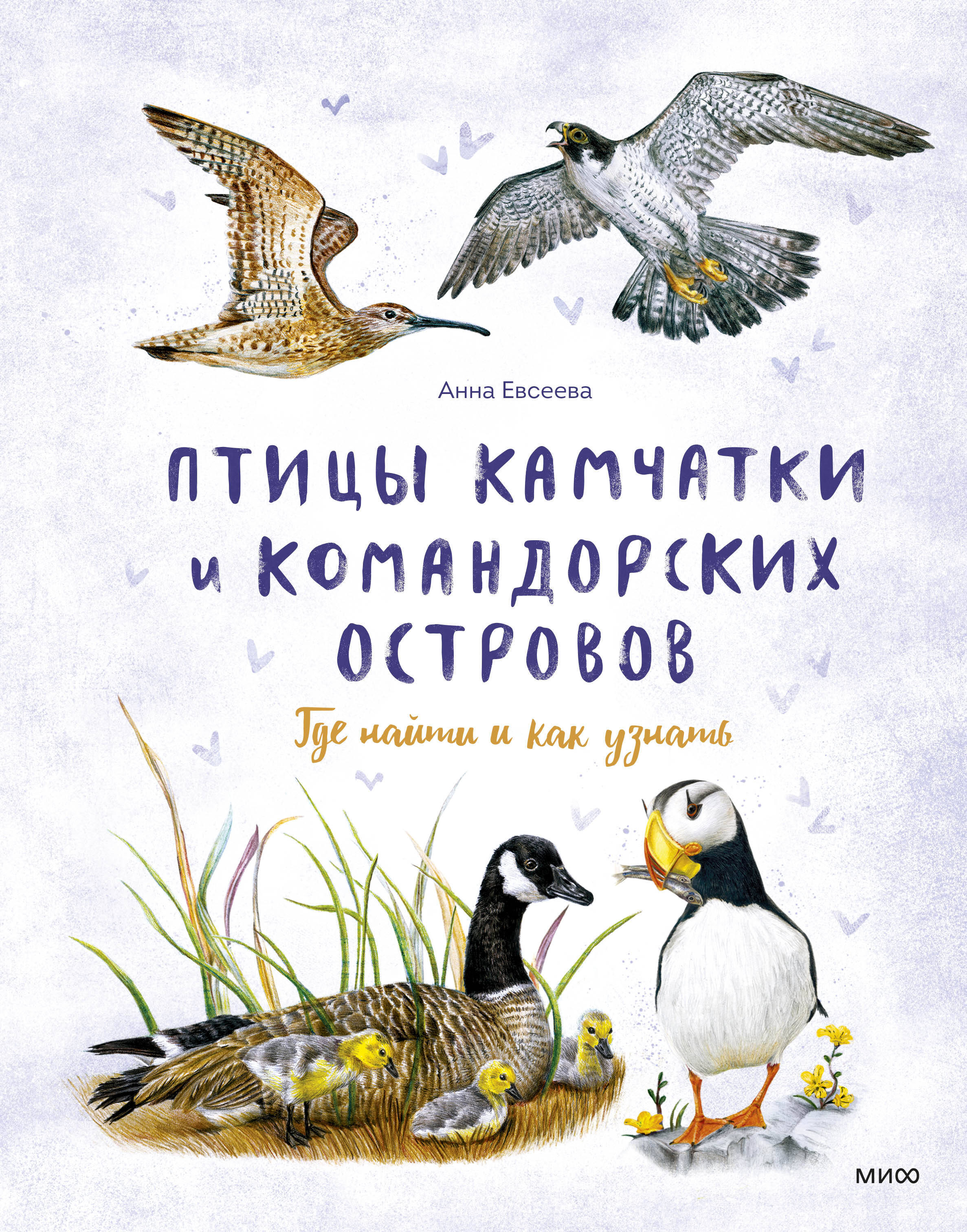 Птицы Камчатки и Командорских островов. Где найти и как узнать